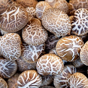 기장철마 오직 참나무재배표고버섯
